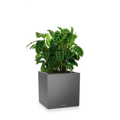 CANTO Premium 40 low charcoal metallic